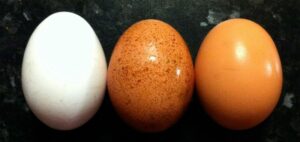 eggs 1024x484 1